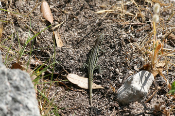 Zielona jaszczurka na Korsyce