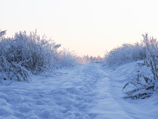 Snow-covered rural road through the field. Plants in snow.