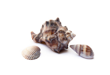 Exotic sea shells isolated on white background