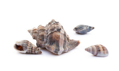 Exotic sea shells isolated on white background