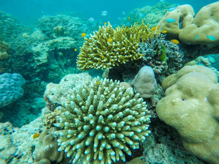 Naklejka na ściany i meble colorful coral reef in thailand