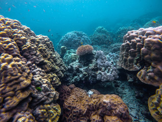 Naklejka na ściany i meble colorful coral reef in thailand