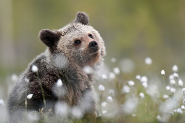 brown bear cub at summer scenery