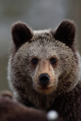 Naklejka na ściany i meble bear cub portrait