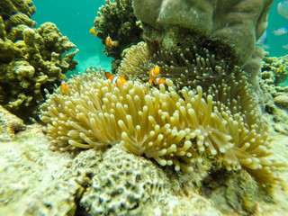 colorful coral reef in thailand