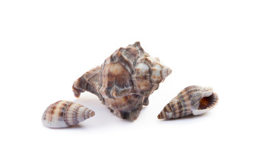 Exotic sea shells isolated on white background