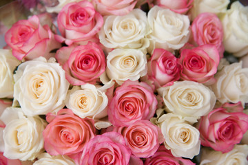 Background of pink and white roses.
