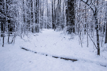 Winter Forest Background. Trail through a dark forest covered in fresh fallen snow. Horizontal orientation with copy space in foreground.
