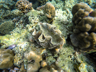 colorful coral reef in thailand