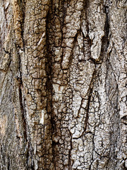 Baum Rinde Textur 