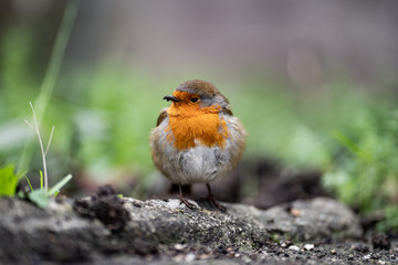 Robin in Garden