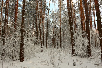 Fototapeta premium winter landscape with trees and snow