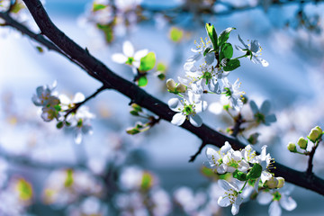 Flowers of the cherry blossoms on a spring day.
