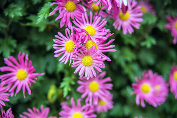 Purple chrysanthemum/Hazy dreamy flower background