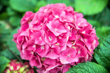 Spring beautiful hydrangea