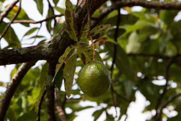 An avocado fruit hanging from a branch in a tree.