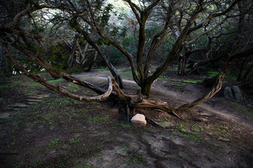 Flora mediterranea, Sardegna -