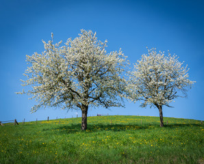 Frühlingsgefühle - Kirschbaum auf grüner wiese mit blauem Himmel