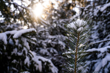 Obraz premium Winter theme photo of sunny snowy landscape. Snow covered fir trees in forest. Selective focus.