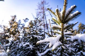 Obraz premium Winter theme photo of sunny snowy landscape. Snow covered fir trees in forest. Selective focus.