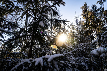 Obraz premium Winter theme photo of sunny snowy landscape. Snow covered fir trees in forest. Selective focus.
