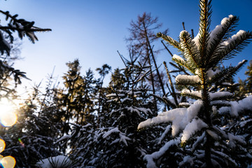Obraz premium Winter theme photo of sunny snowy landscape. Snow covered fir trees in forest. Selective focus.