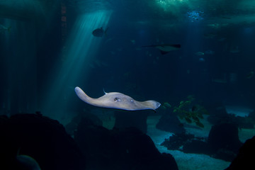 one manta fish swimming in an oceanic environment