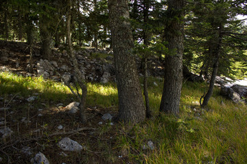 wilderness deep sunny colorful morning forest meadow of soft green grass ground with rock stones and trees beautiful picturesque scenery landscape
