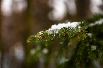 Obraz premium Snow covered fir trees in forest. Selective focus.