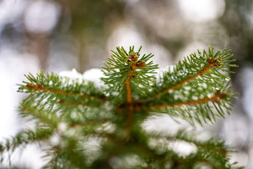 Snow covered fir trees in forest. Selective focus.