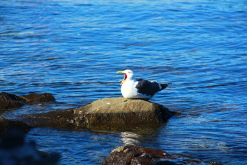 ウミネコのあくび