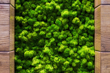 Green moss backgruond close up interior design. top view close up