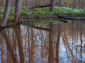 506-71 Spring Reflections
