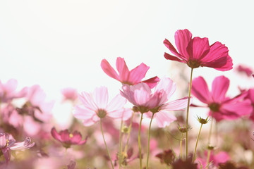 Obraz premium Pink cosmos flowers that are blooming in the morning sun