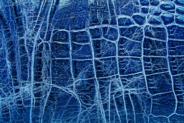 Crocodile skin texture, blue color.