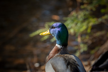 Mallard ducks sunning themselves in the winter on a wooded embankment in Brunswick, Maine 