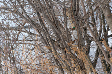 Fototapeta premium Birds in the winter trees. Food in plastic nest boxes