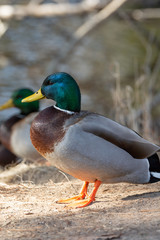 Mallard ducks sunning themselves in the winter on a wooded embankment in Brunswick, Maine 