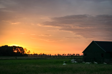 Sheep are resting near a barn in the dutch countryside under a fiery evening sky © Menyhert