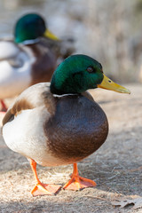 Mallard ducks sunning themselves in the winter on a wooded embankment in Brunswick, Maine 