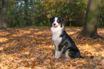 Beautiful Australian Shepherd Dog at Autumn Park or Forest. Close up Portrait of Happy Aussie puppy 10 months old - enjoy playing at park Outdoors.