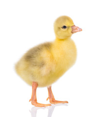 Cute little newborn fluffy gosling. One young yellow baby goose isolated on a white background. Nice geese big bird.