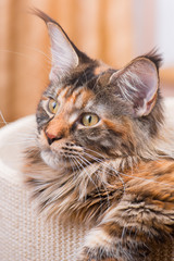 Fluffy tortoiseshell Kitty in Cat bed at home. Portrait of domestic Maine Coon Kitten. Playful beautiful young Cat looking away.