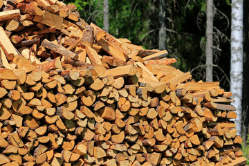 Stack of Firewood in Summer Forest
