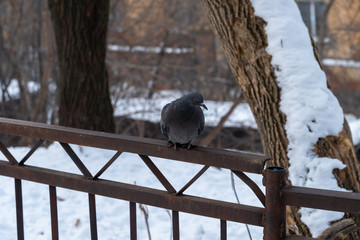 A lone pigeon sits on the edge of a fence in winter. He looks out for where to find food.
