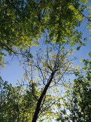 tree in spring