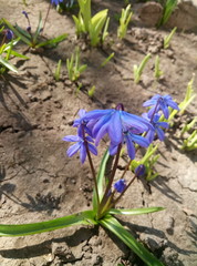 blue flowers in the garden