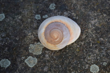 spiral seashell on stone © ms16_photo