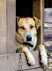 purebred chain dog peeking out of a wooden booth