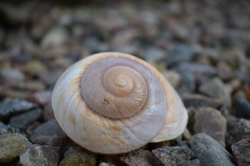 spral seashell  © ms16_photo
